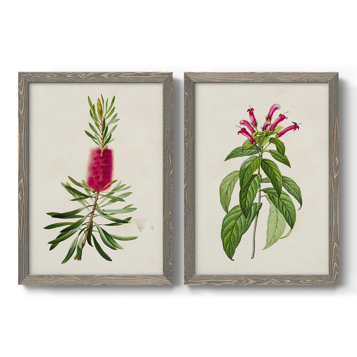 Set of two gray barnwood framed canvas prints featuring two vintage botanical plate illustrations featuring pink flowering plant specimens.