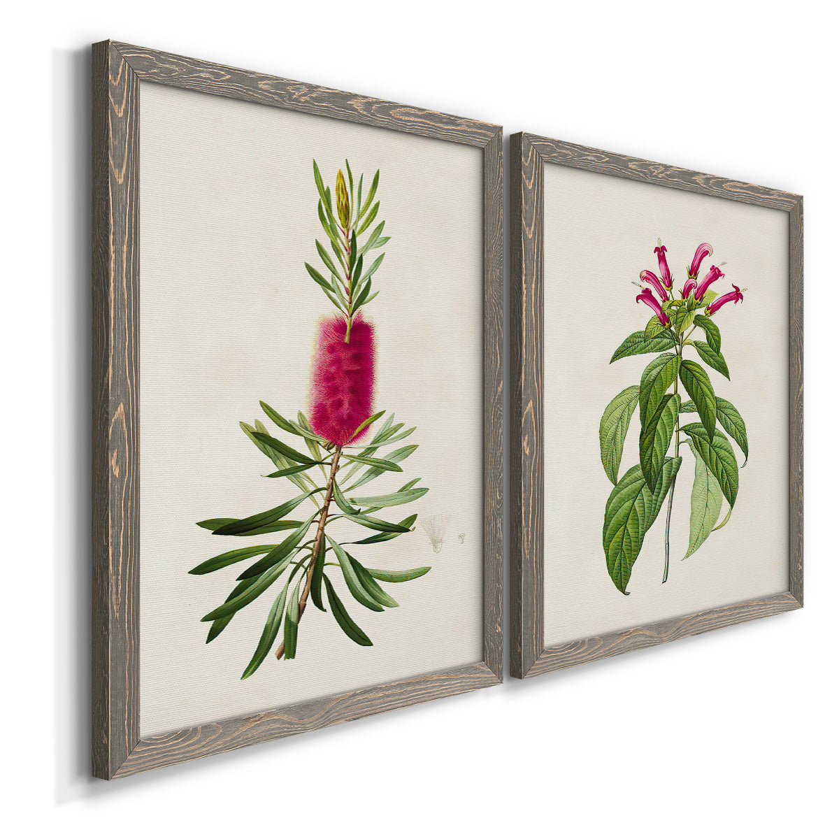 Angled view of a set of two gray barnwood framed canvas prints featuring two vintage botanical plate illustrations featuring pink flowering plant specimens.