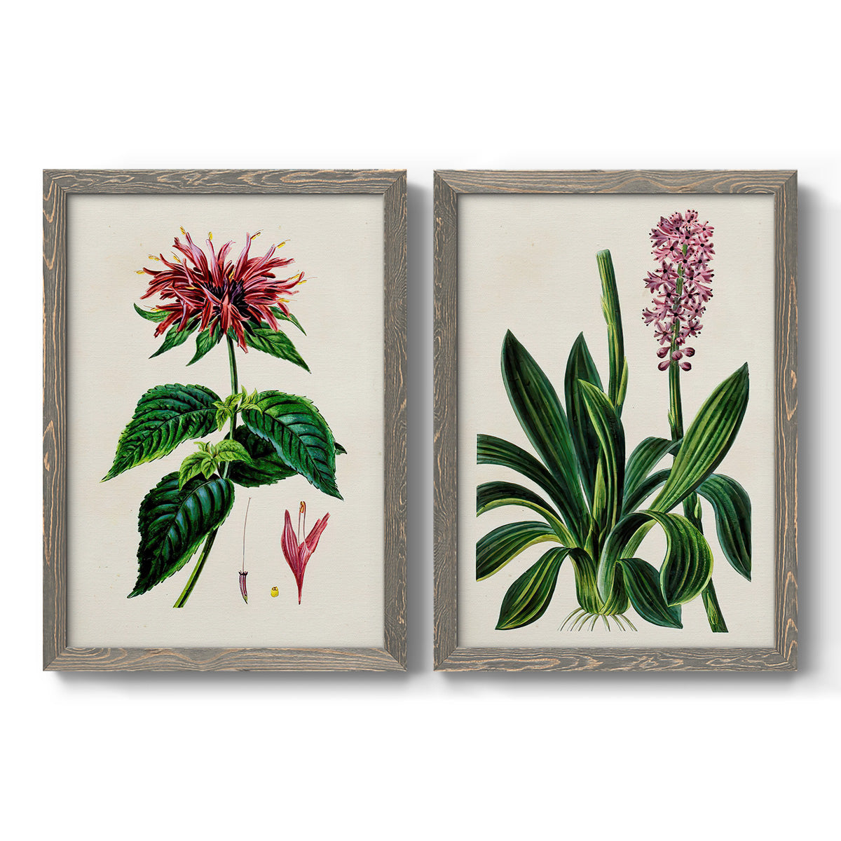Set of two gray barnwood framed canvas prints featuring two antique botanical plate illustrations featuring colorful flowering plant specimens.