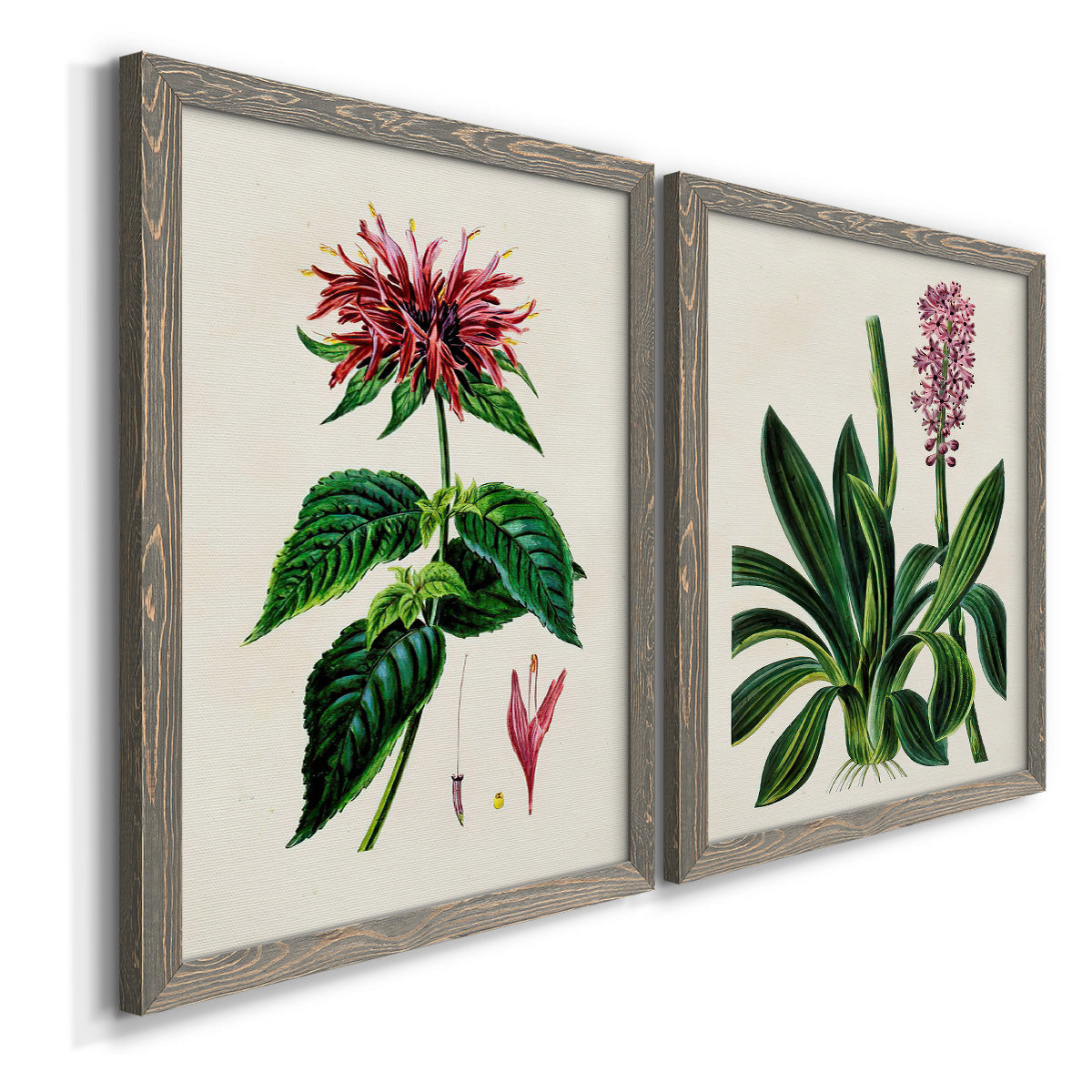 Angled view of a set of two gray barnwood framed canvas prints featuring two antique botanical plate illustrations featuring colorful flowering plant specimens.