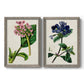 Set of two gray barnwood framed canvas prints featuring two antique botanical plate illustrations featuring colorful flowering plant specimens.