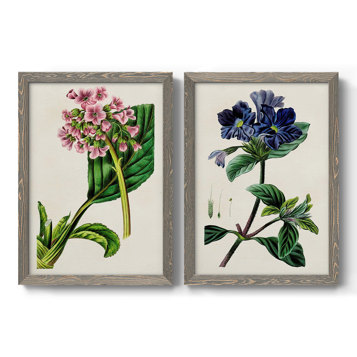 Set of two gray barnwood framed canvas prints featuring two antique botanical plate illustrations featuring colorful flowering plant specimens.