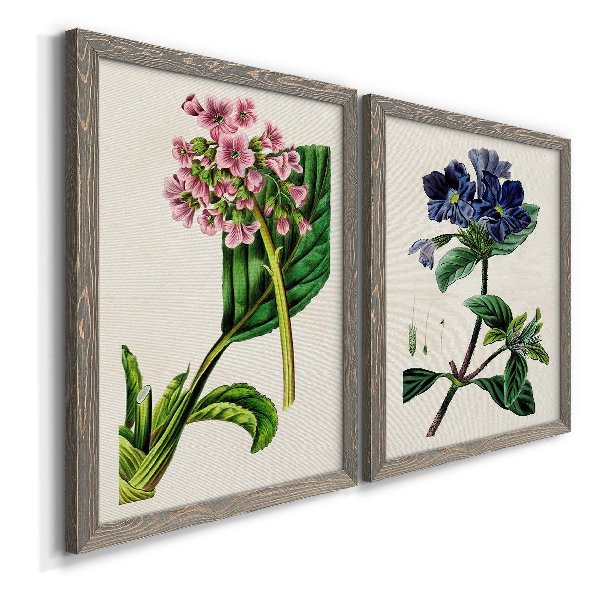 Angled view of a set of two gray barnwood framed canvas prints featuring two antique botanical plate illustrations featuring colorful flowering plant specimens.