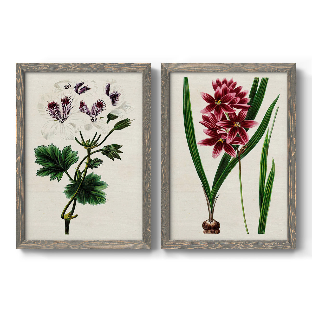 Set of two gray barnwood framed canvas prints featuring two antique botanical plate illustrations featuring colorful flowering plant specimens.