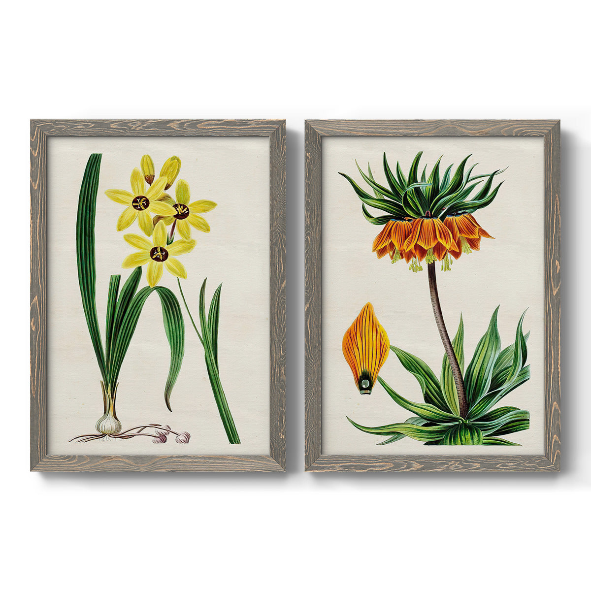 Set of two gray barnwood framed canvas prints featuring two antique botanical plate illustrations featuring colorful flowering plant specimens.