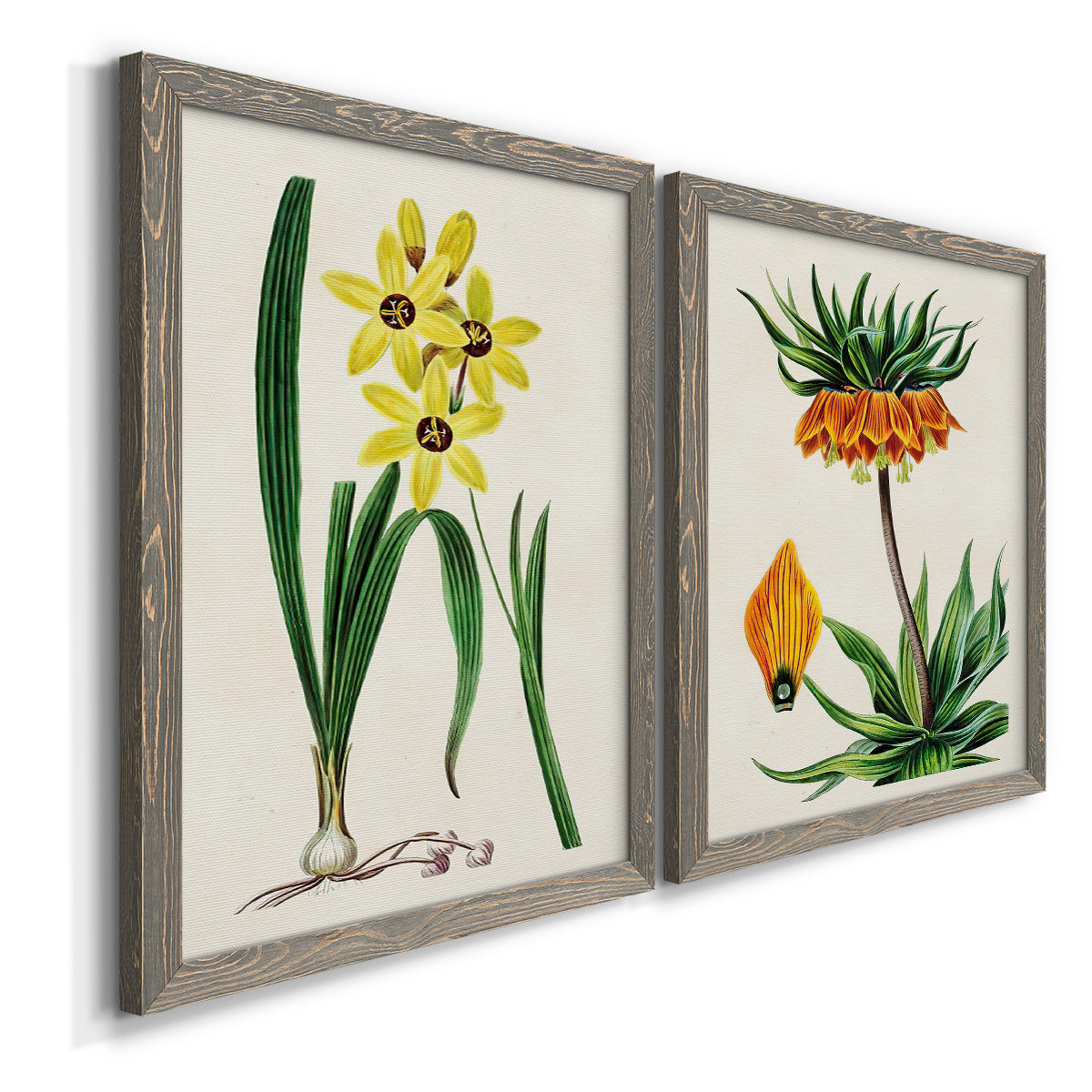 Angled view of a set of two gray barnwood framed canvas prints featuring two antique botanical plate illustrations featuring colorful flowering plant specimens.