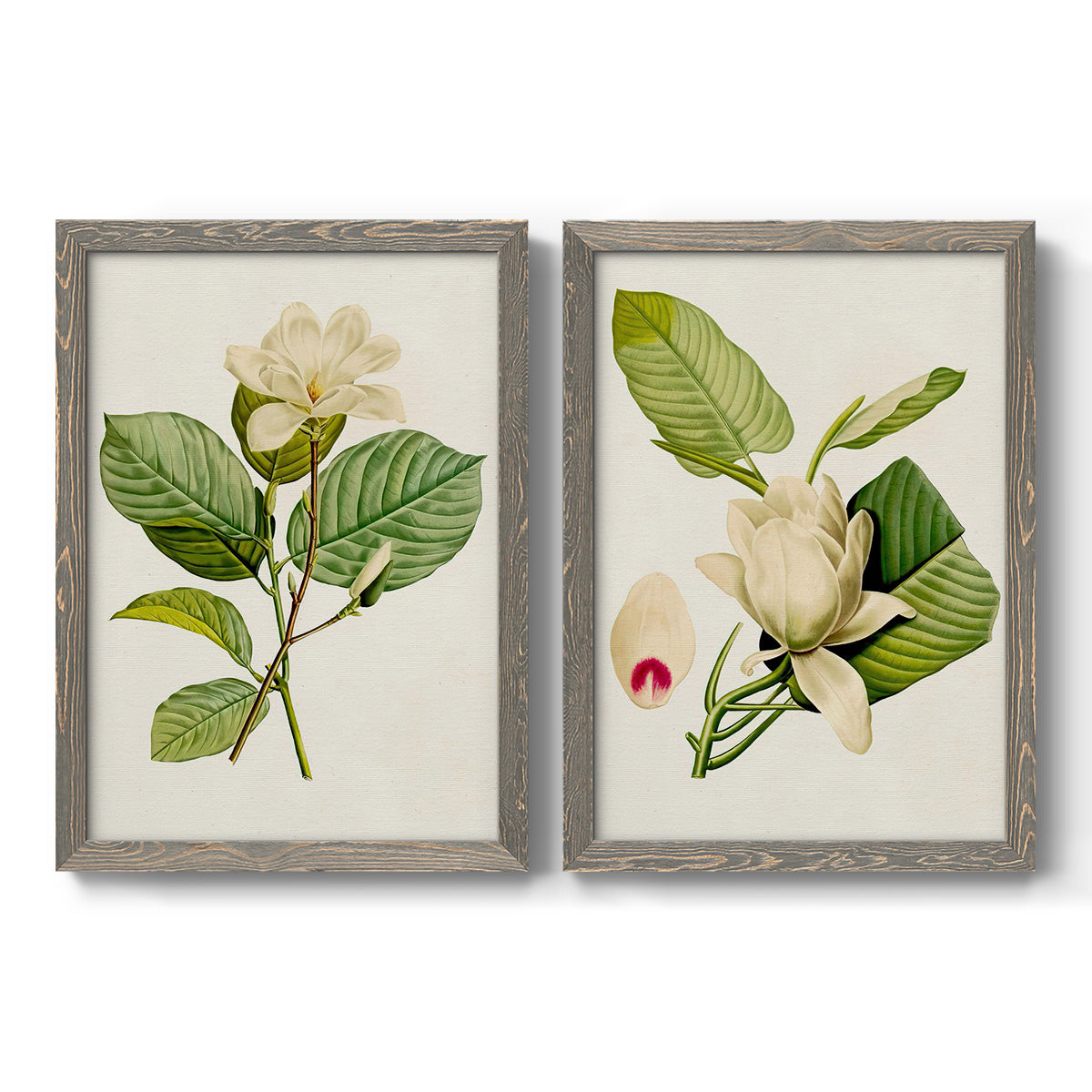 Set of two gray barnwood framed canvas prints featuring two traditional botanical paintings featuring white magnolia blossoms and glossy green leaves.