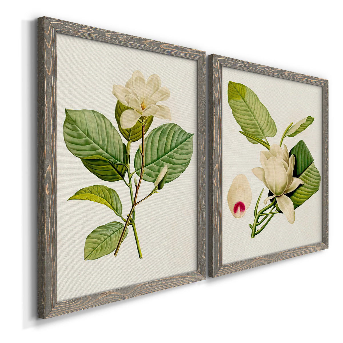 Angled view of a set of two gray barnwood framed canvas prints featuring two traditional botanical paintings featuring white magnolia blossoms and glossy green leaves.