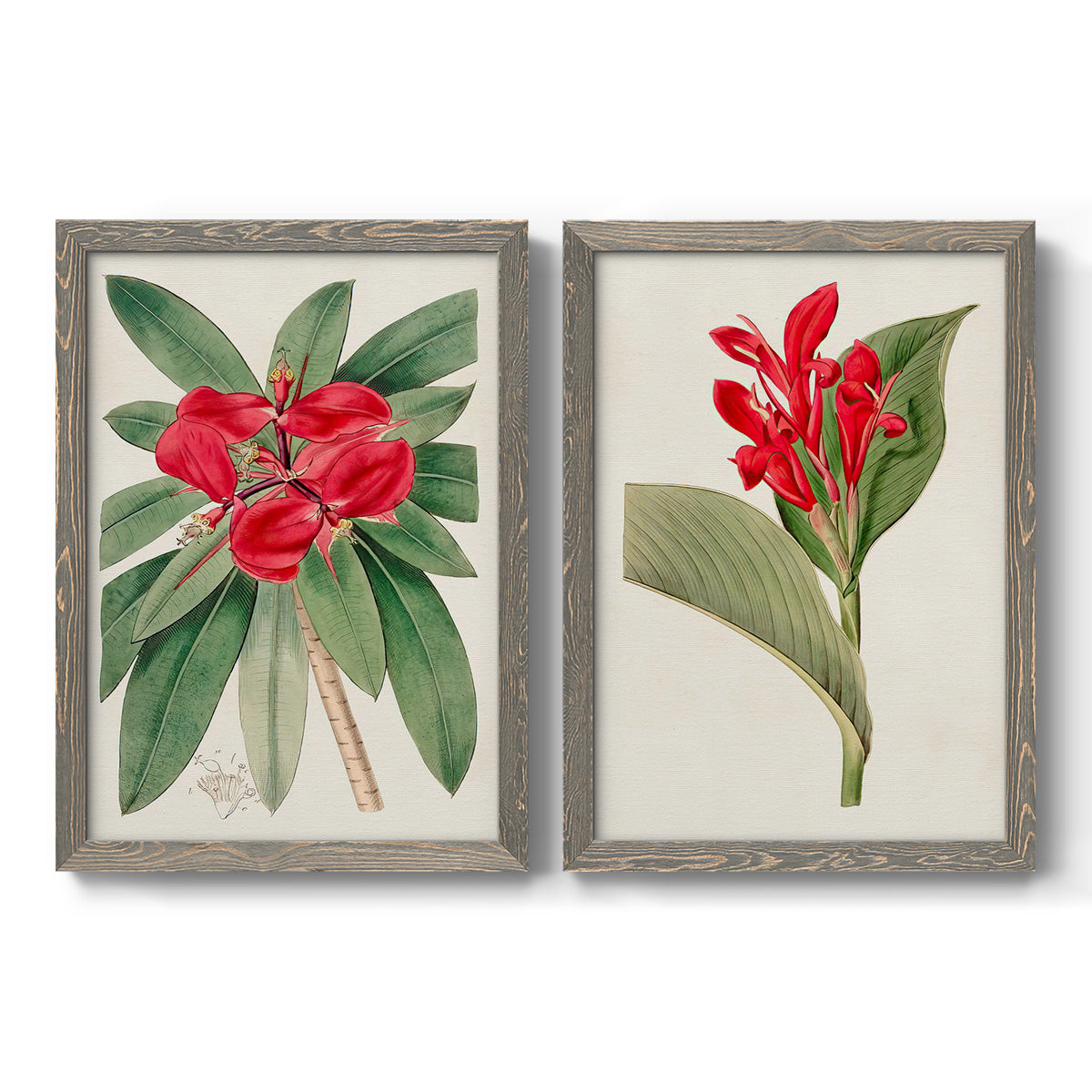 Set of two gray barnwood framed canvas prints featuring two antique botanical plate illustrations featuring vivid tropical flowering plants.