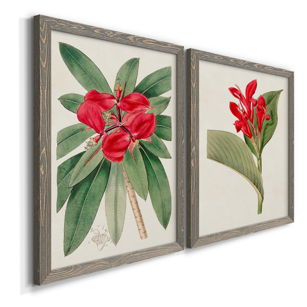 Angled view of a set of two gray barnwood framed canvas prints featuring two antique botanical plate illustrations featuring vivid tropical flowering plants.