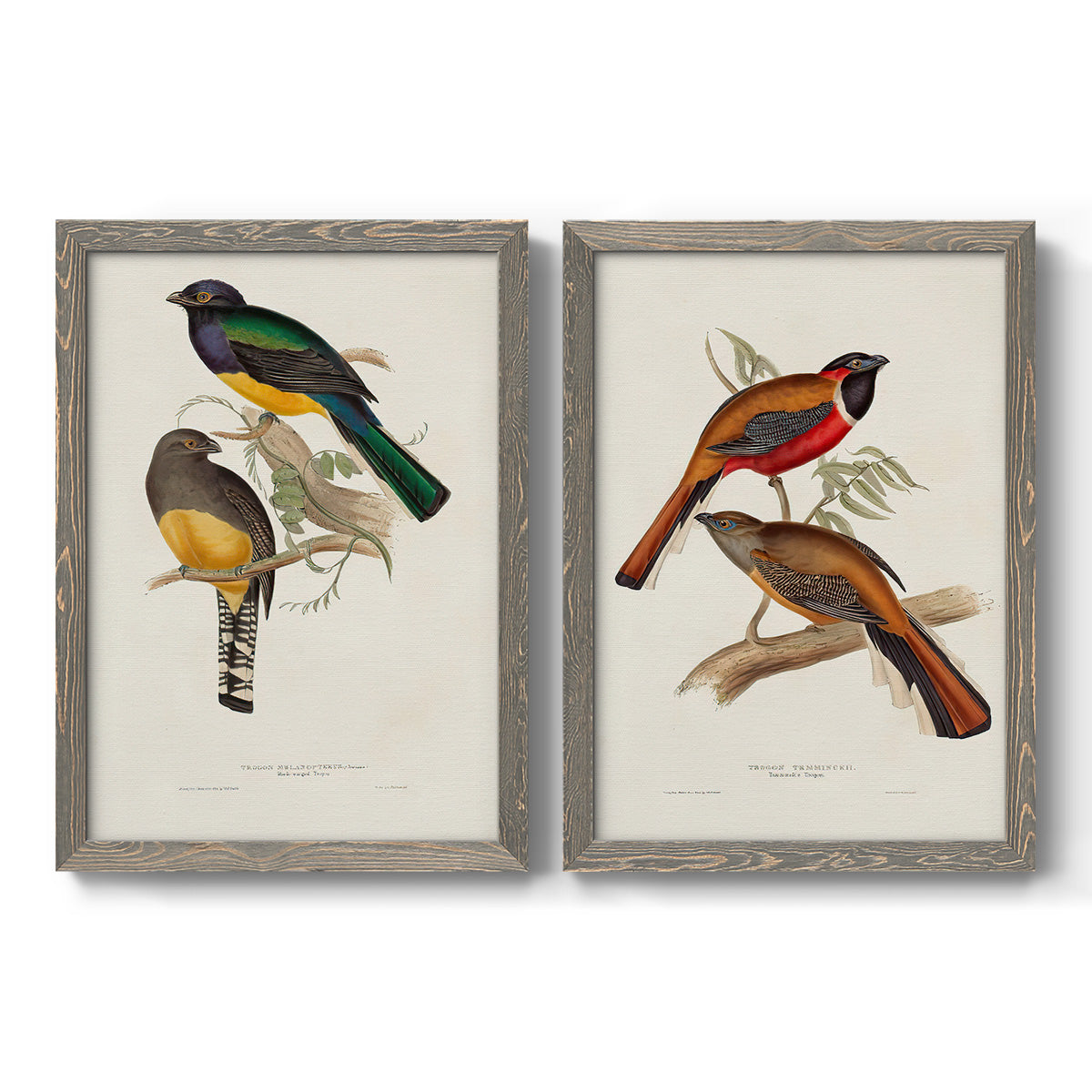 Set of two gray barnwood framed canvas prints featuring two vintage ornithological illustrations featuring colorful tropical birds perched on leafy branches.
