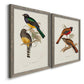 Angled view of a set of two gray barnwood framed canvas prints featuring two vintage ornithological illustrations featuring colorful tropical birds perched on leafy branches.