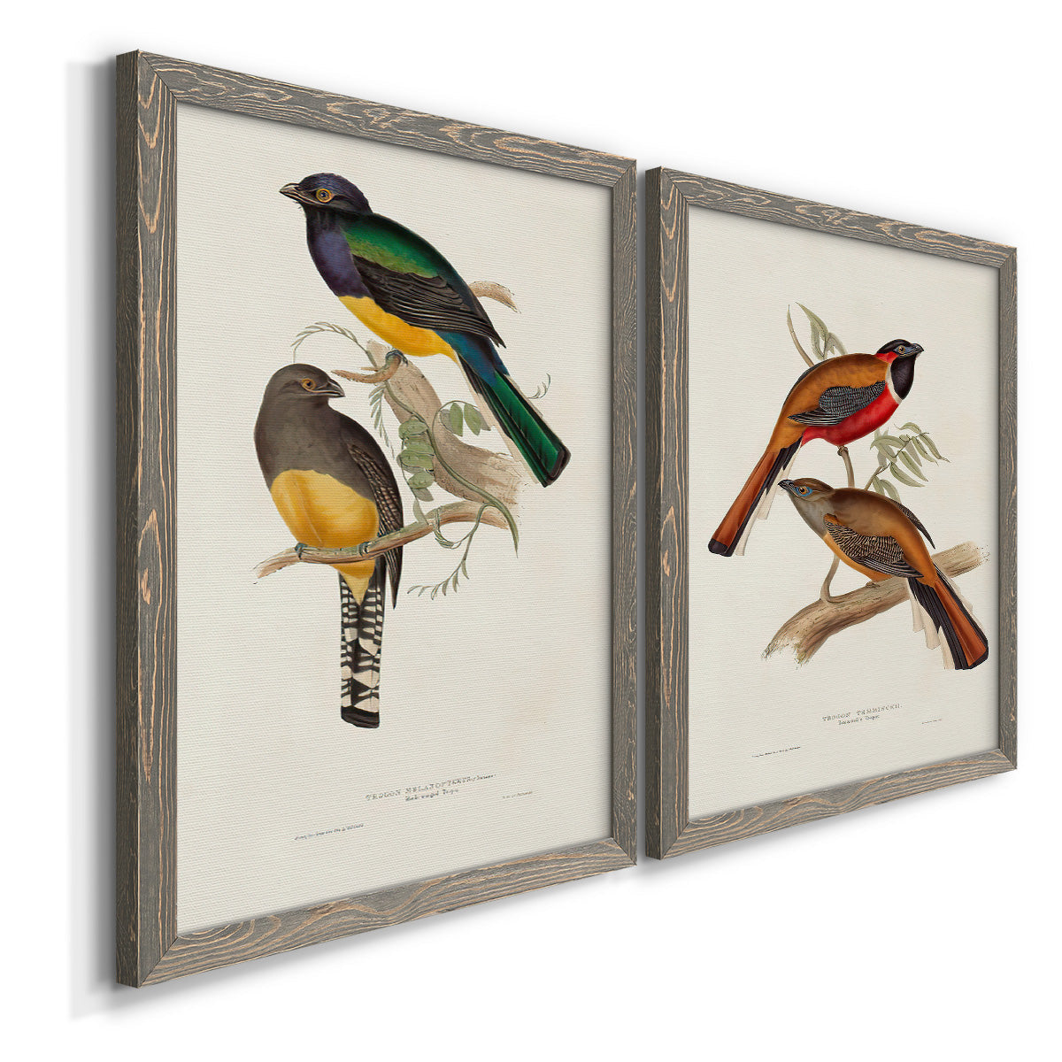 Angled view of a set of two gray barnwood framed canvas prints featuring two vintage ornithological illustrations featuring colorful tropical birds perched on leafy branches.