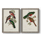 Set of two gray barnwood framed canvas prints featuring two vintage ornithological illustrations featuring colorful tropical birds perched on leafy branches.