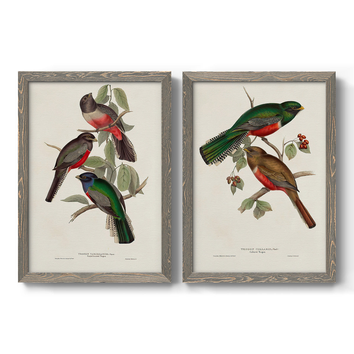Set of two gray barnwood framed canvas prints featuring two vintage ornithological illustrations featuring colorful tropical birds perched on leafy branches.