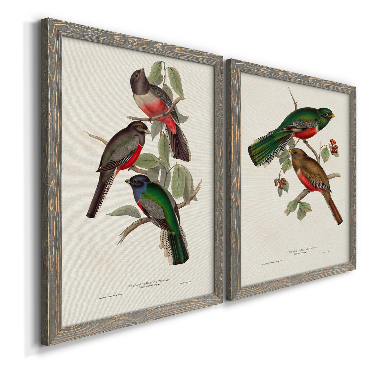 Angled view of a set of two gray barnwood framed canvas prints featuring two vintage ornithological illustrations featuring colorful tropical birds perched on leafy branches.