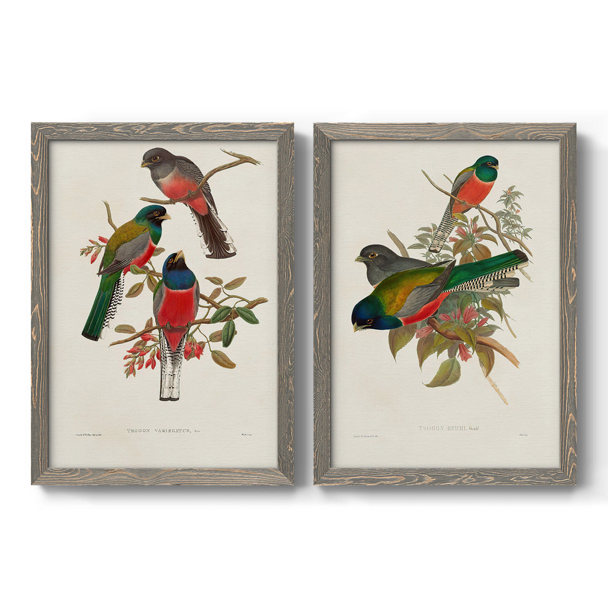 Set of two gray barnwood framed canvas prints featuring two vintage ornithological illustrations featuring colorful tropical birds perched on leafy branches.