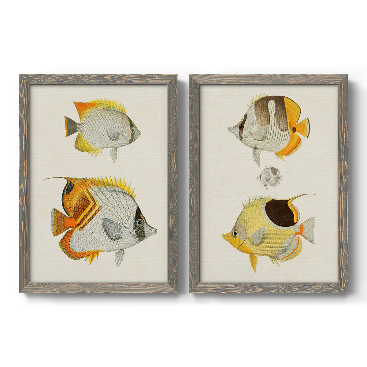 Set of two gray barnwood framed canvas prints featuring two natural-history fish illustrations featuring groups of vintage tropical fish.
