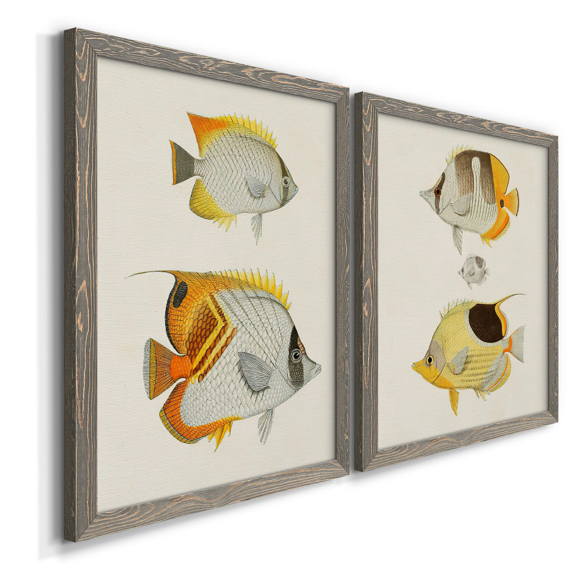 Angled view of a set of two gray barnwood framed canvas prints featuring two natural-history fish illustrations featuring groups of vintage tropical fish.