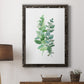 Eucalyptus II - Barnwood Framed Canvas Print