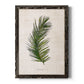 Palm Botanical II - Barnwood Framed Canvas Print