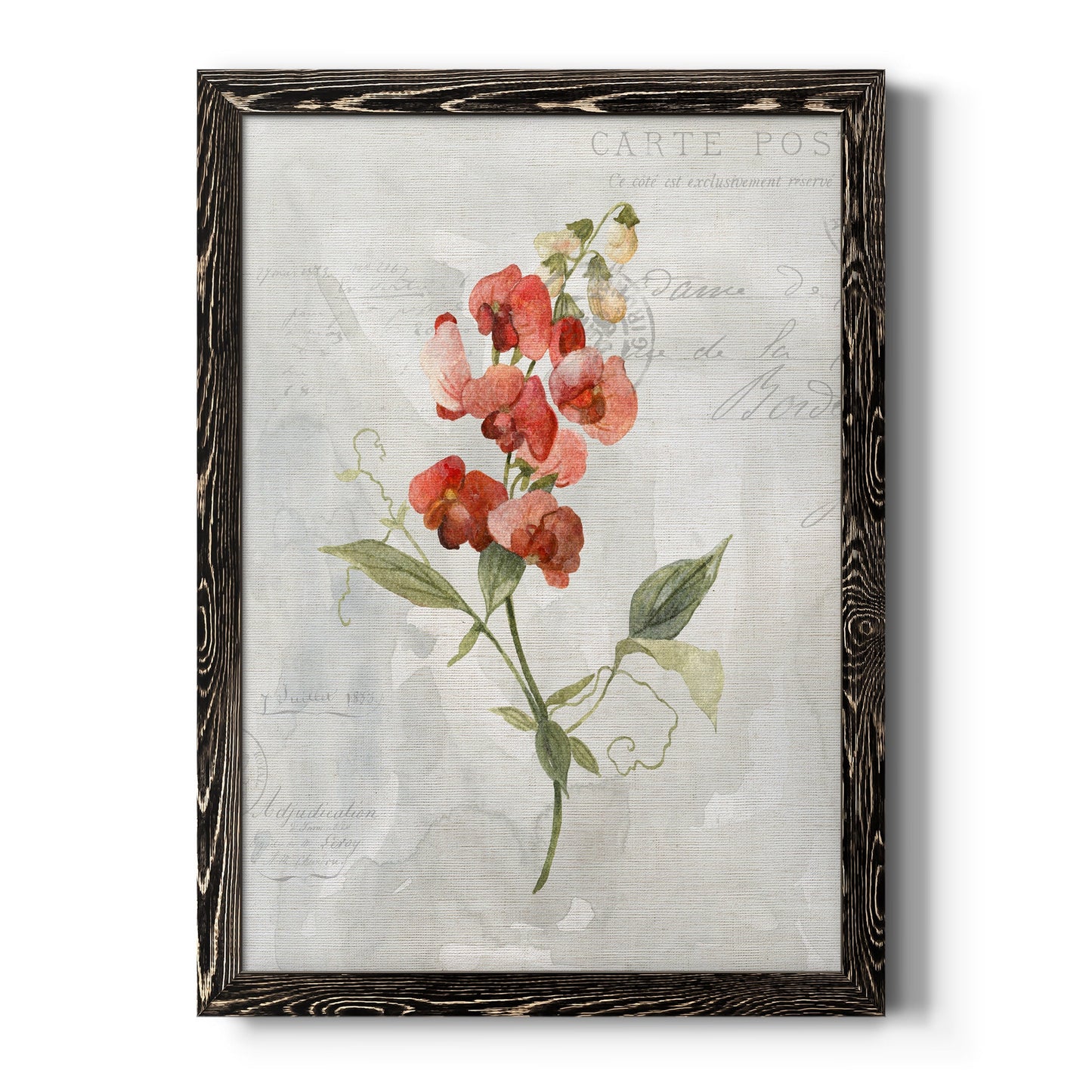Linen Sweet Pea - Barnwood Framed Canvas Print