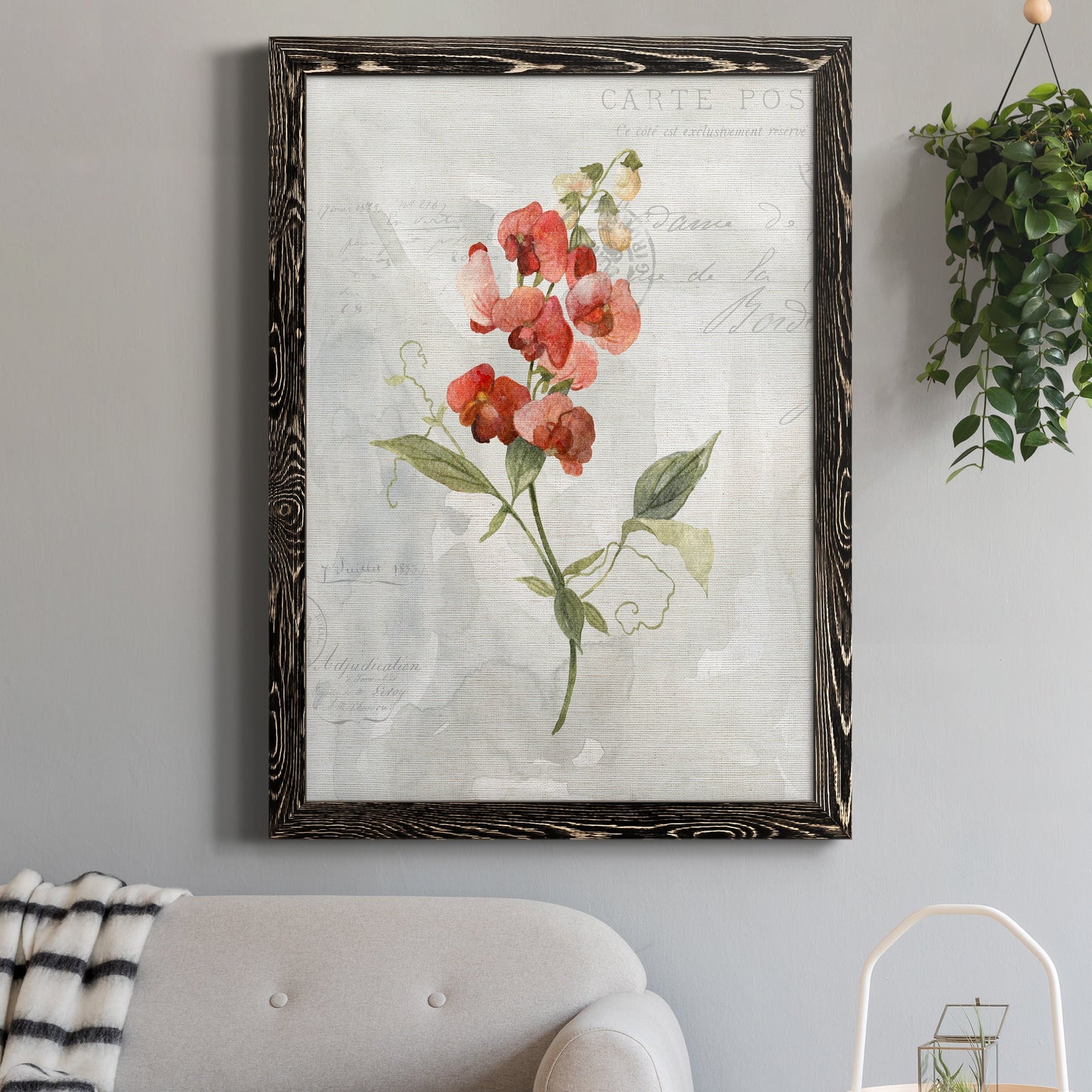 Linen Sweet Pea - Barnwood Framed Canvas Print