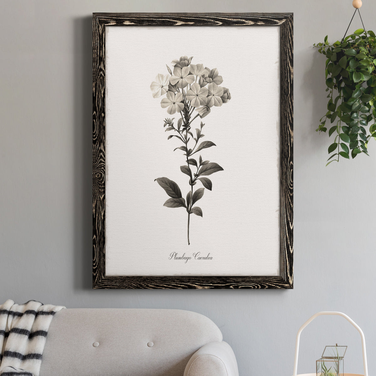 Sketchbook Leadwort - Barnwood Framed Canvas Print