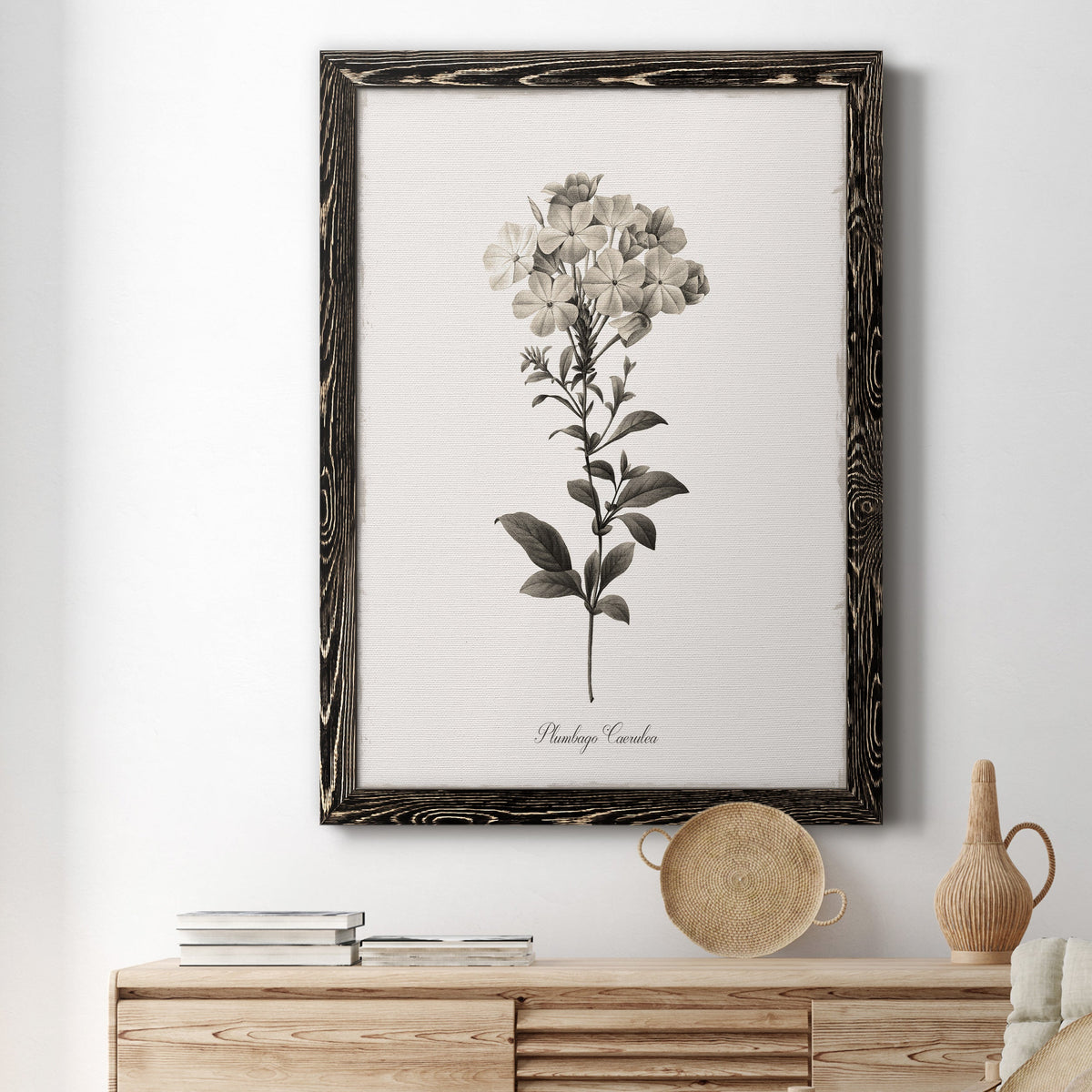 Sketchbook Leadwort - Barnwood Framed Canvas Print
