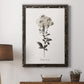 Sketchbook Leadwort - Barnwood Framed Canvas Print
