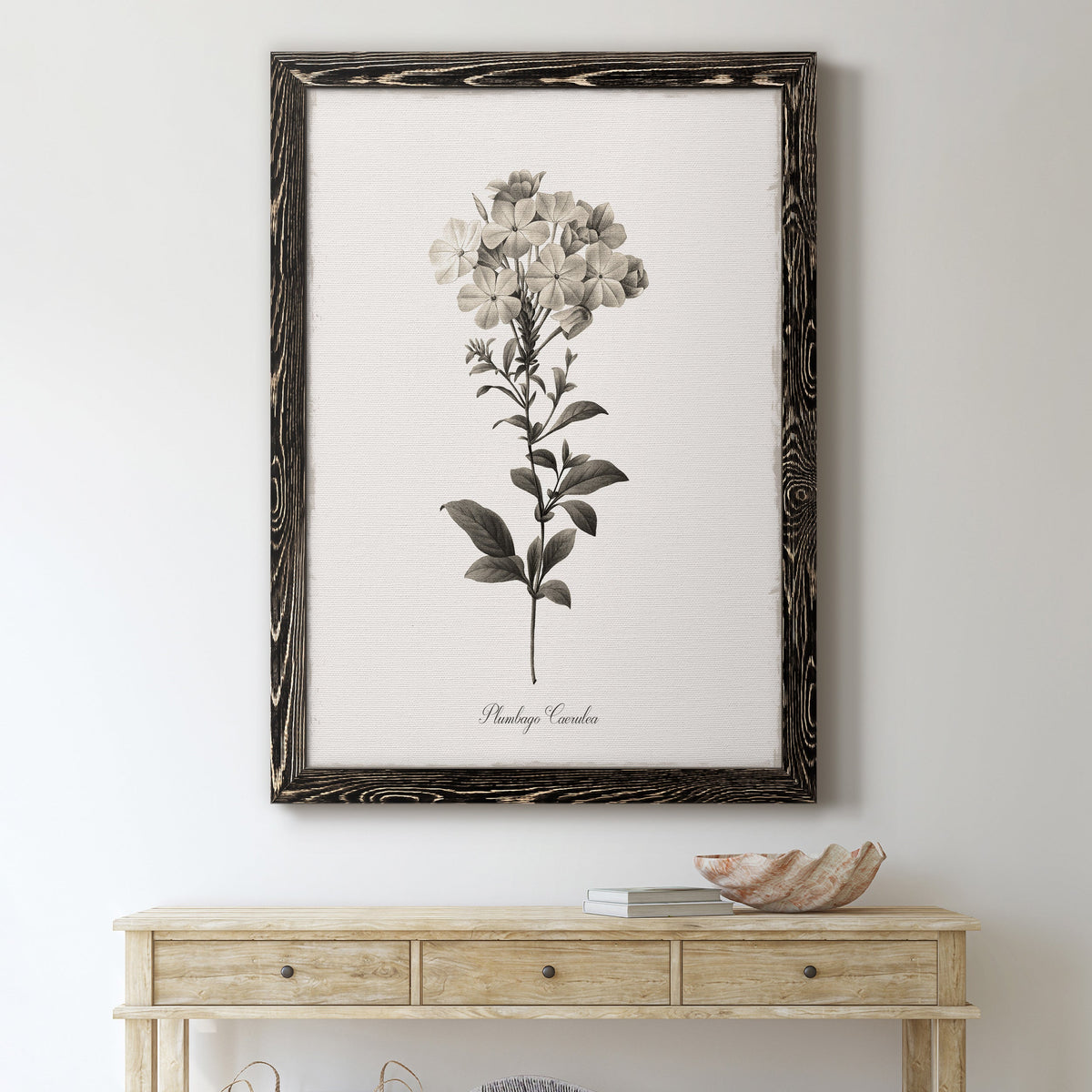 Sketchbook Leadwort - Barnwood Framed Canvas Print