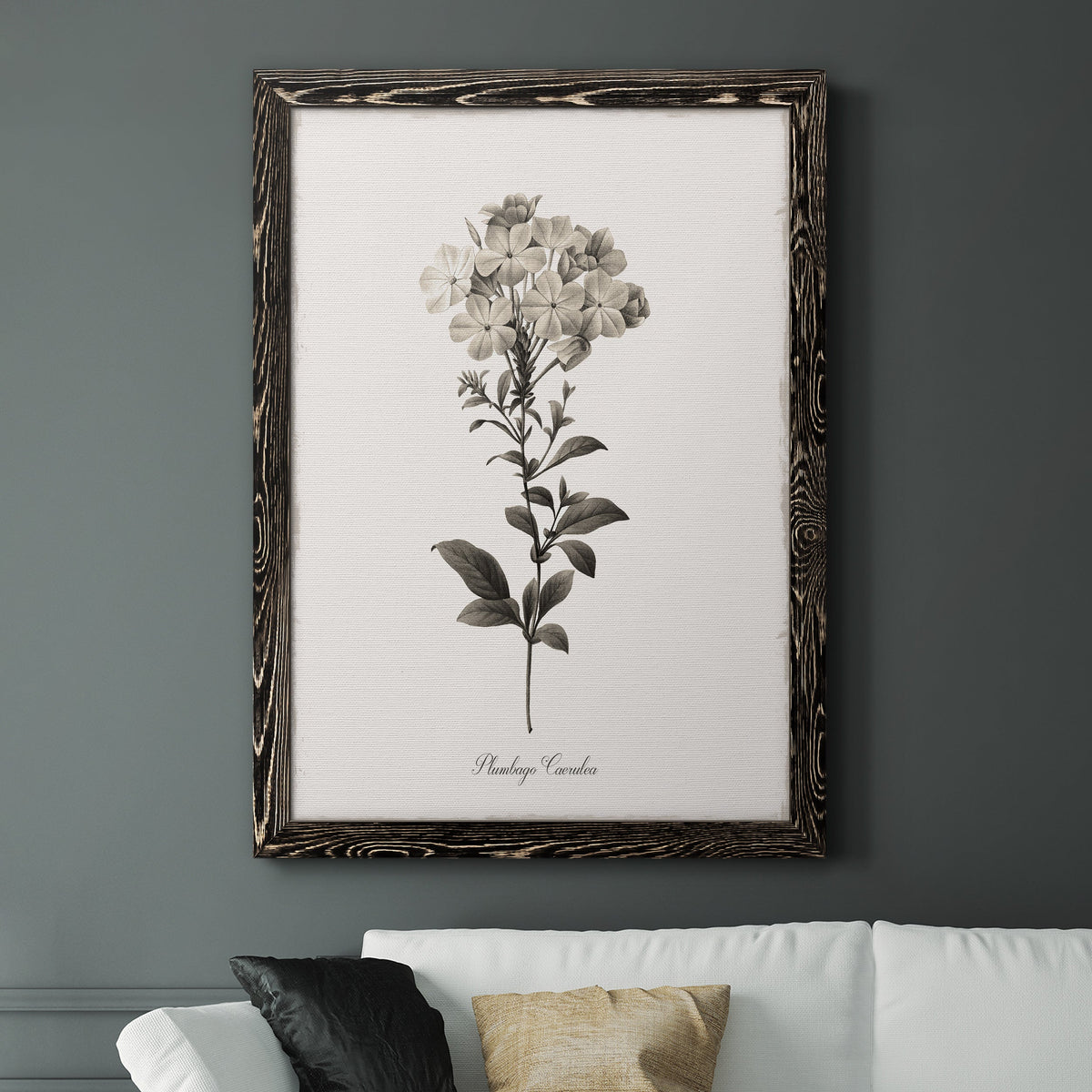 Sketchbook Leadwort - Barnwood Framed Canvas Print