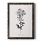 Simply Cape Leadwort - Barnwood Framed Canvas Print