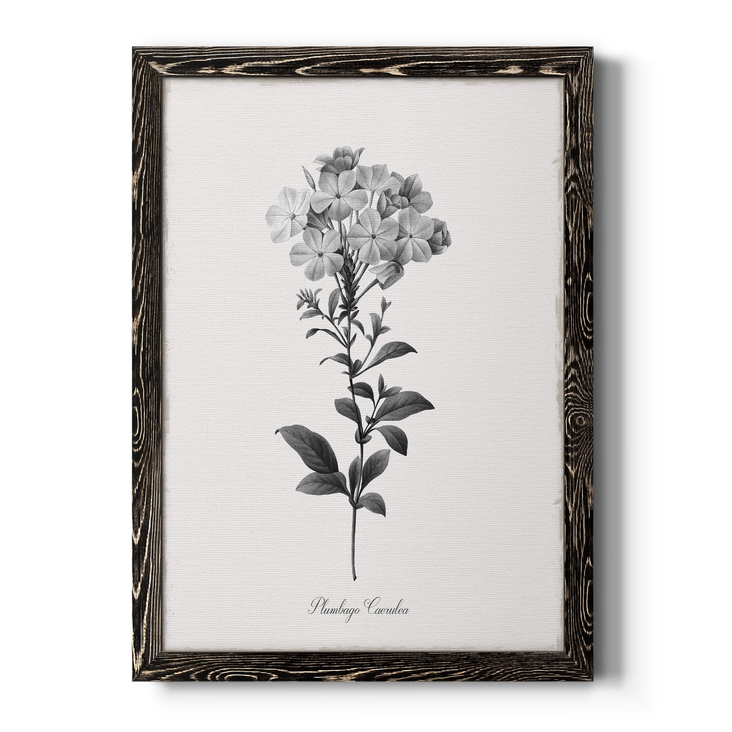 Simply Cape Leadwort - Barnwood Framed Canvas Print
