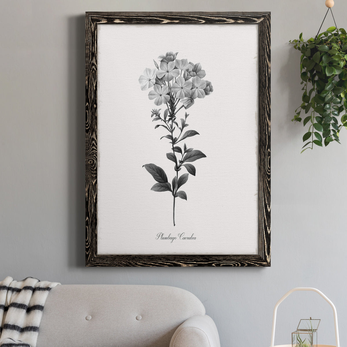 Simply Cape Leadwort - Barnwood Framed Canvas Print
