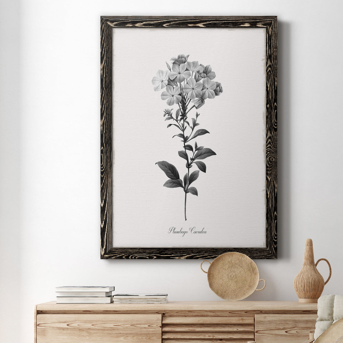 Simply Cape Leadwort - Barnwood Framed Canvas Print