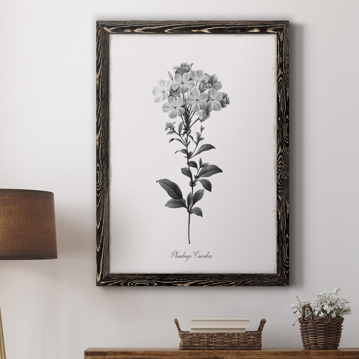 Simply Cape Leadwort - Barnwood Framed Canvas Print