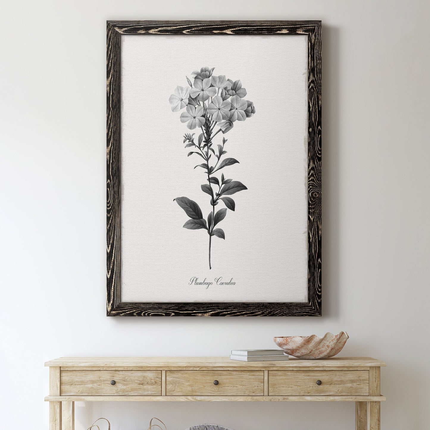Simply Cape Leadwort - Barnwood Framed Canvas Print