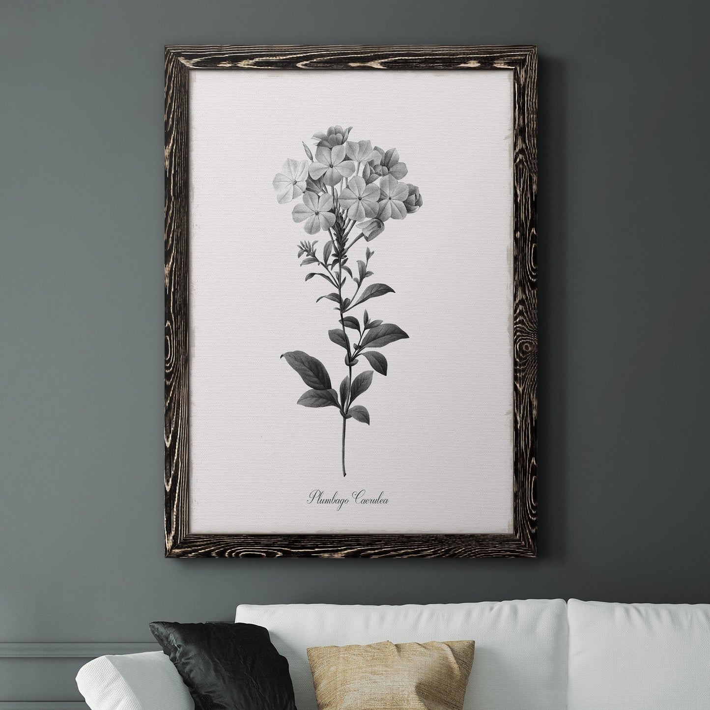 Simply Cape Leadwort - Barnwood Framed Canvas Print