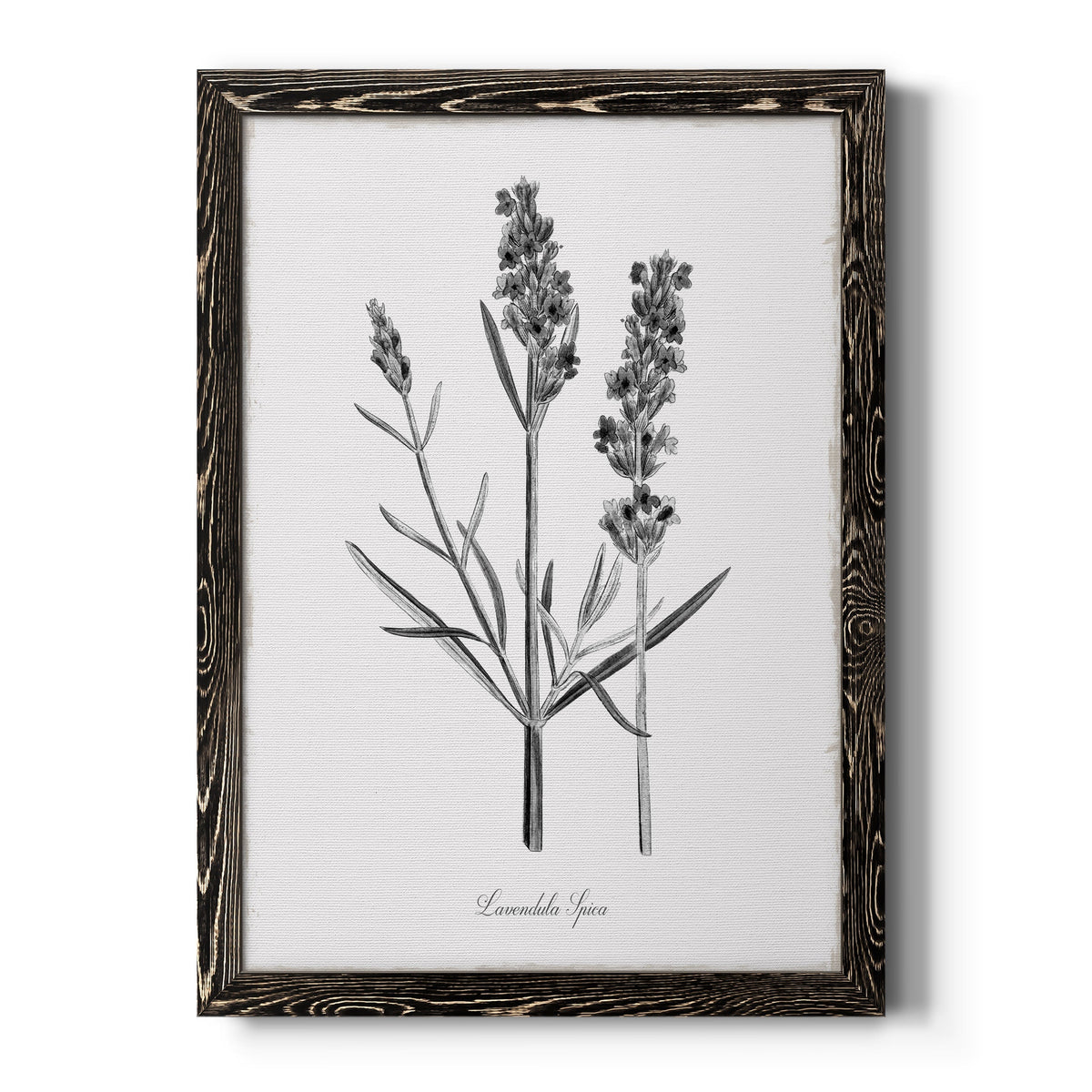 Simply Lavender - Barnwood Framed Canvas Print