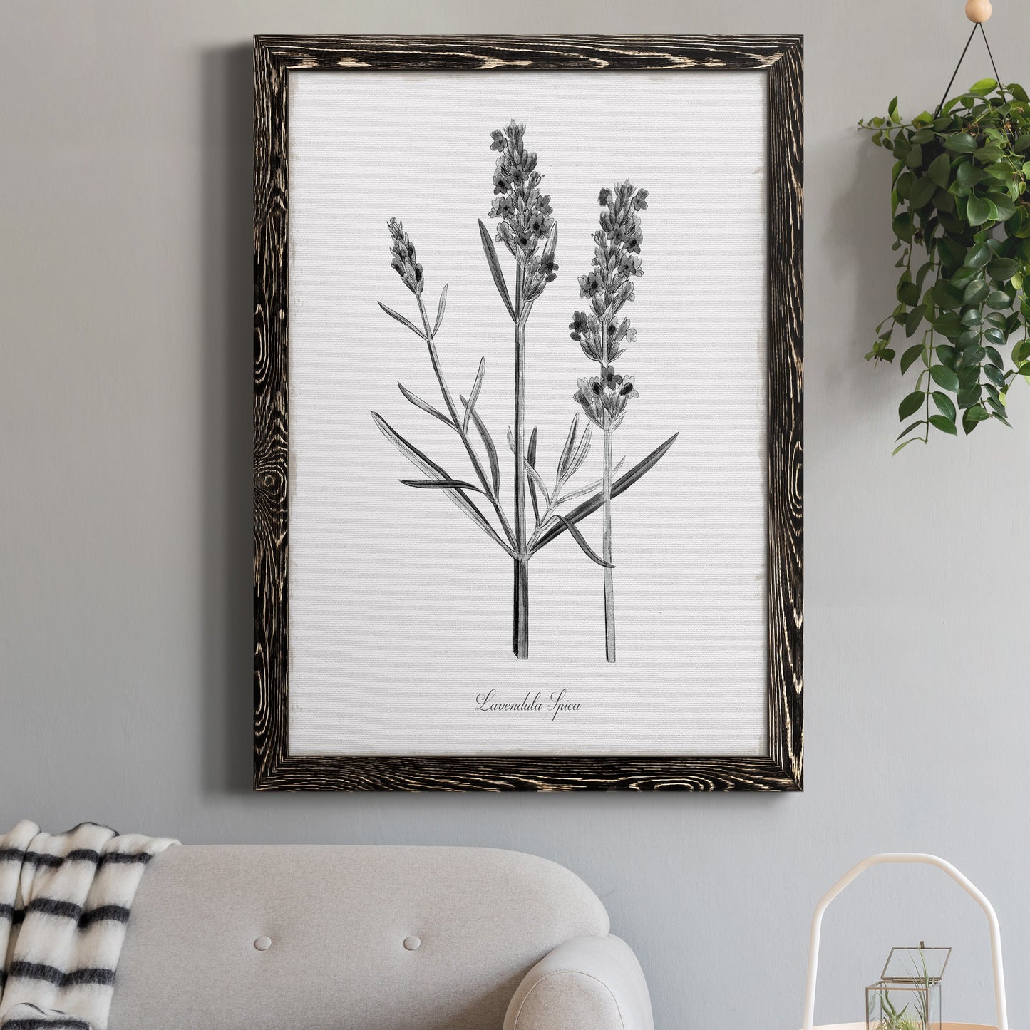 Simply Lavender - Barnwood Framed Canvas Print