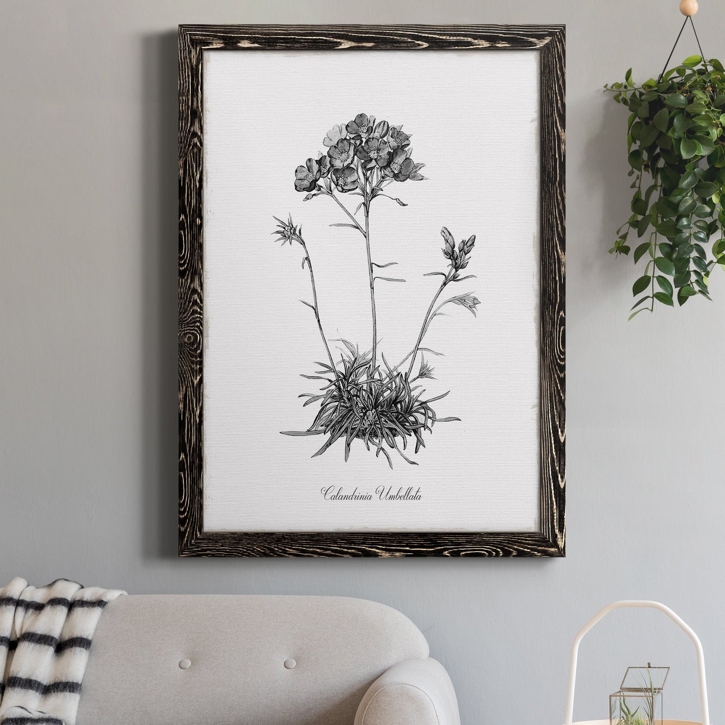 Simply Caladrinia - Barnwood Framed Canvas Print