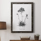 Simply Caladrinia - Barnwood Framed Canvas Print
