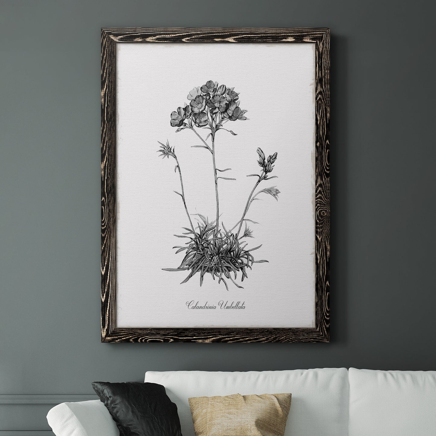 Simply Caladrinia - Barnwood Framed Canvas Print