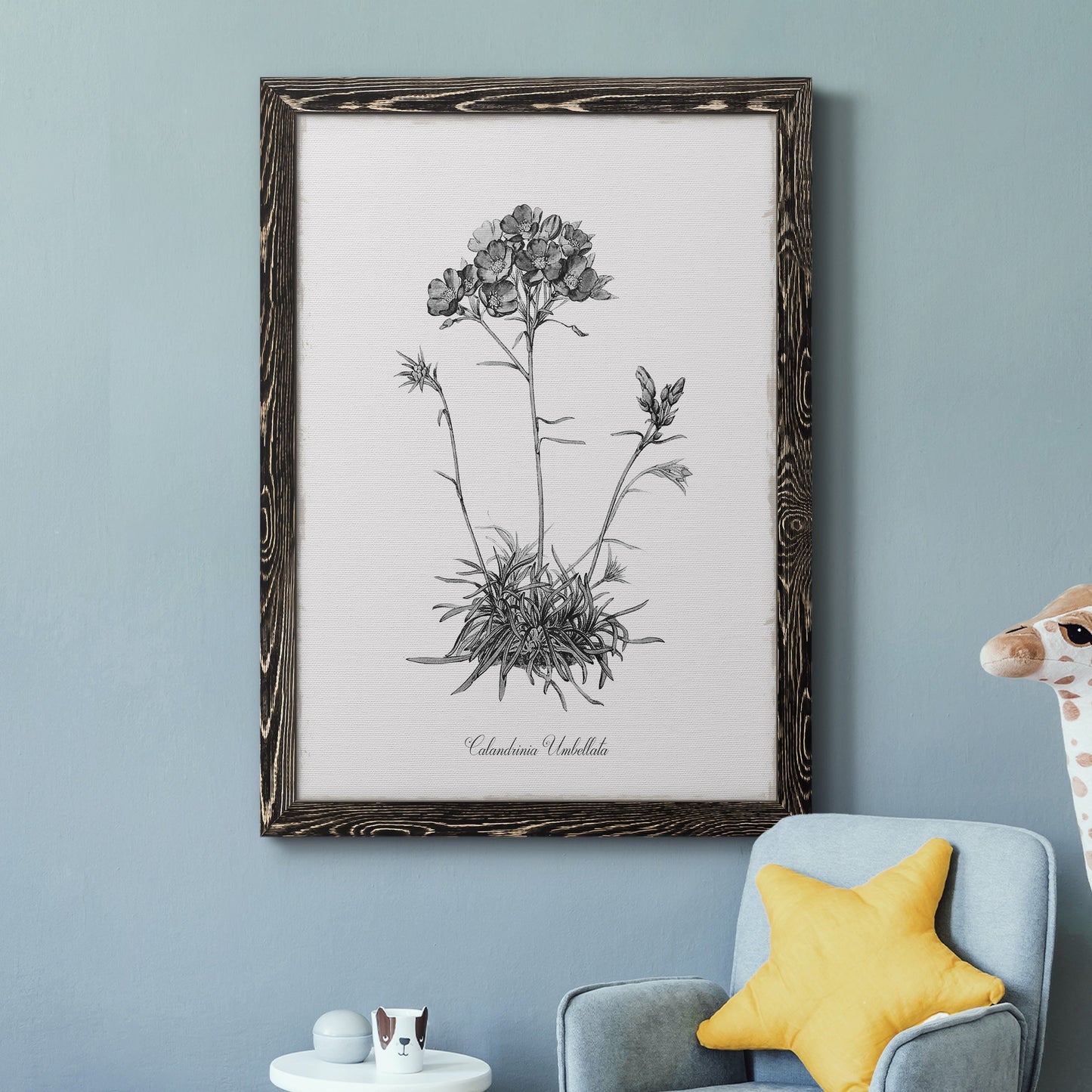 Simply Caladrinia - Barnwood Framed Canvas Print