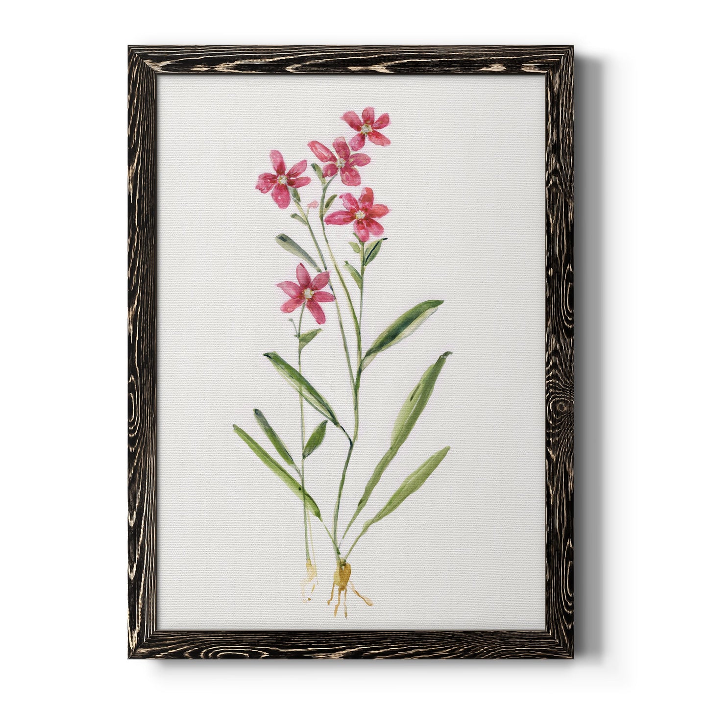 Delicate Pink II - Barnwood Framed Canvas Print