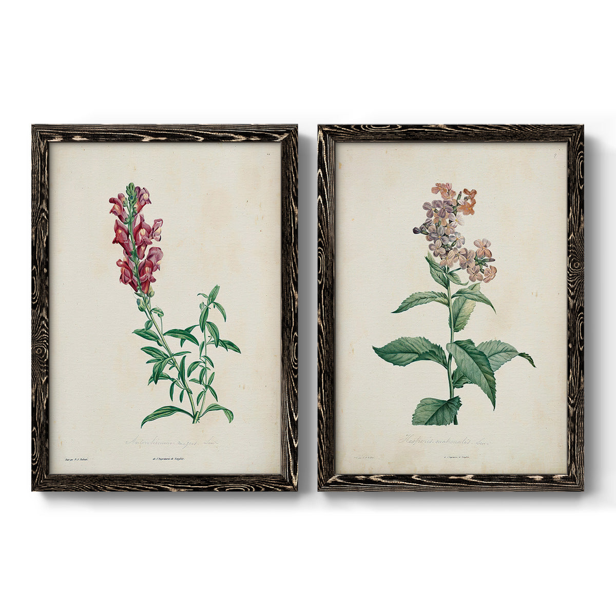 Set of two black barnwood framed canvas prints featuring two vintage botanical studies of flowering stems with detailed green leaves on aged cream paper.