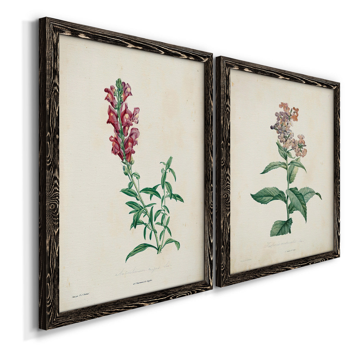 Angled view of a set of two black barnwood framed canvas prints featuring two vintage botanical studies of flowering stems with detailed green leaves on aged cream paper.