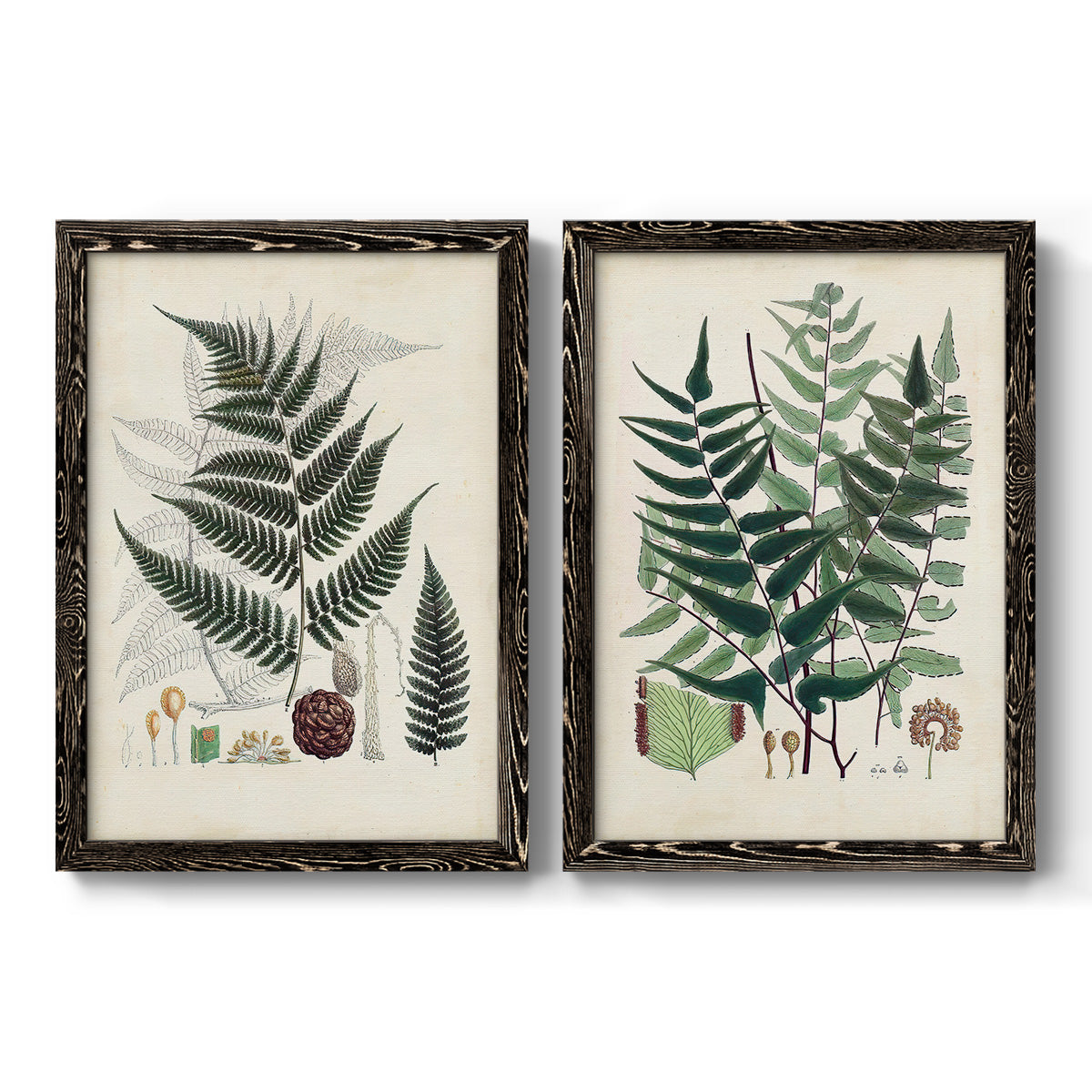 Set of two black barnwood framed canvas prints featuring two natural-history fern plates featuring vintage fern specimens with botanical details.