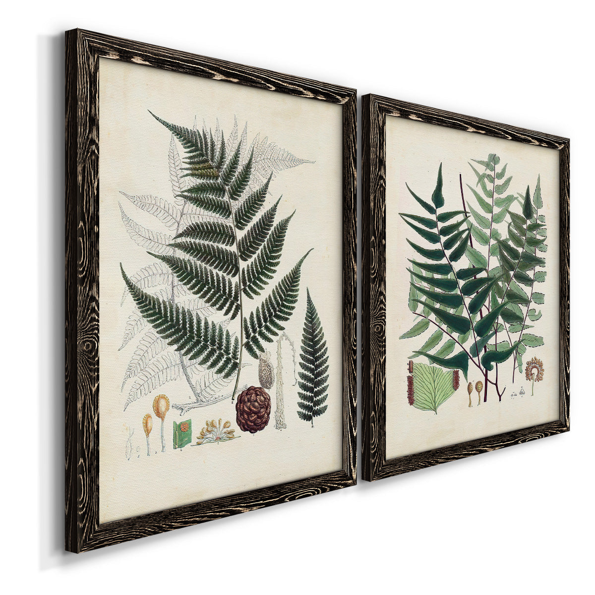 Angled view of a set of two black barnwood framed canvas prints featuring two natural-history fern plates featuring vintage fern specimens with botanical details.